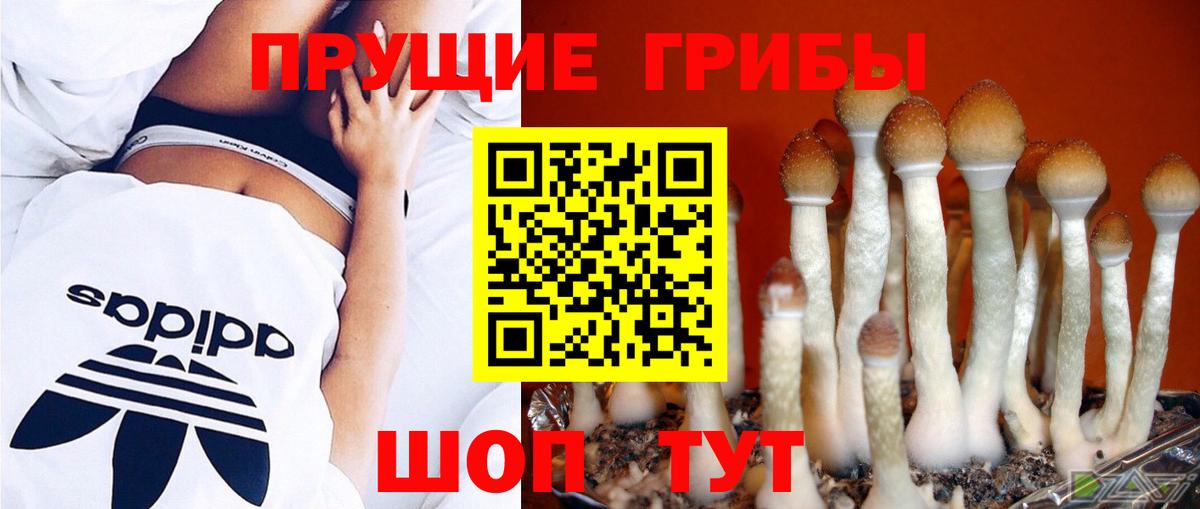 Галлюциногенные грибы GOLDEN TEACHER Кореновск